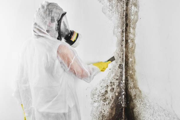 Best Bathroom Mold Remediation in Rochester, WA