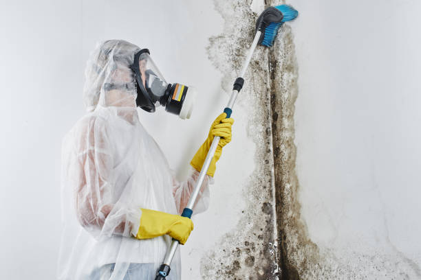 Best Attic Mold Remediation in Rochester, WA