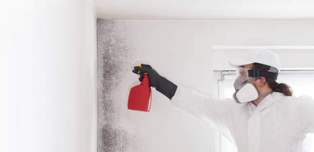 Reliable Rochester, WA Mold Remediation Solutions